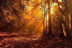 Forest Journey